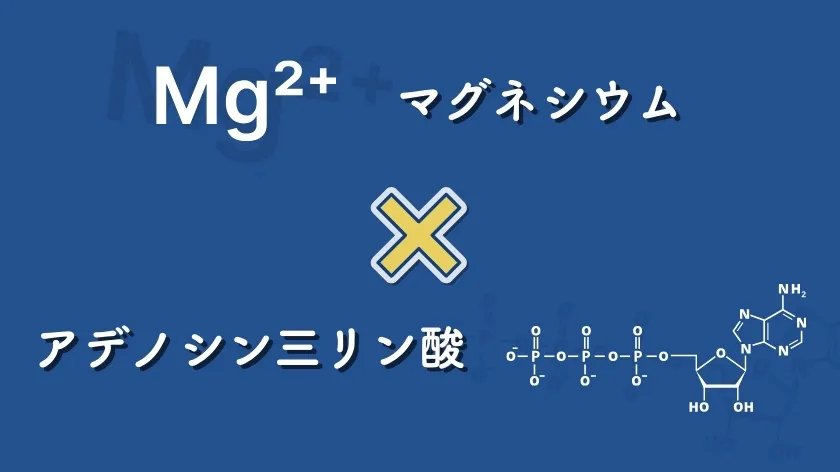 マグネシウムで疲れをサポート?！期待できる効果や取り入れ方