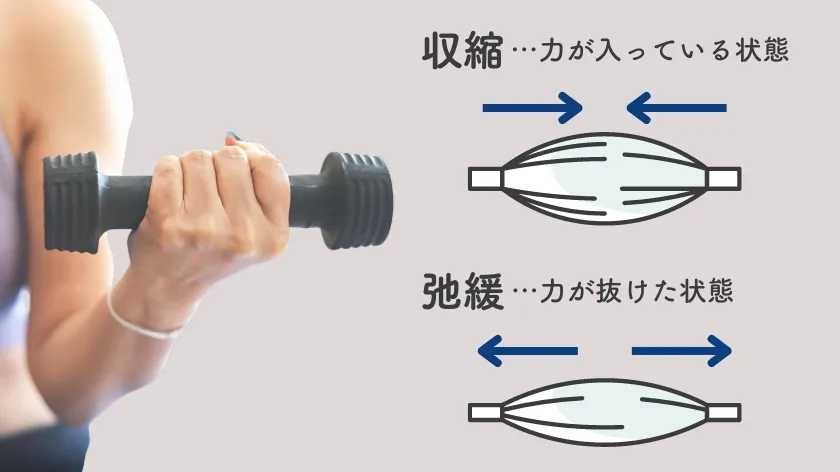 筋肉とグネシウムの関係：マグネシウム不足チェックも！