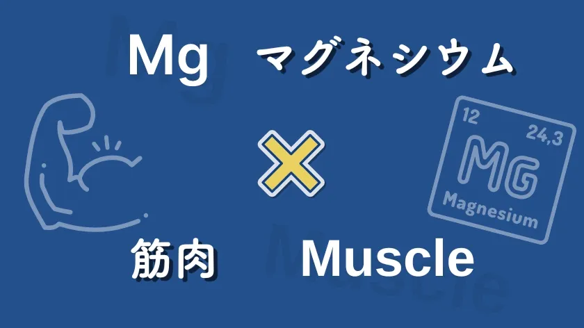 筋肉とグネシウムの関係：マグネシウム不足チェックも！