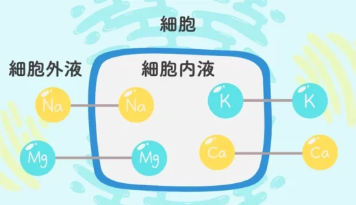 マグネシウムが便秘に効くって本当？驚きの効果や摂取方法を解説